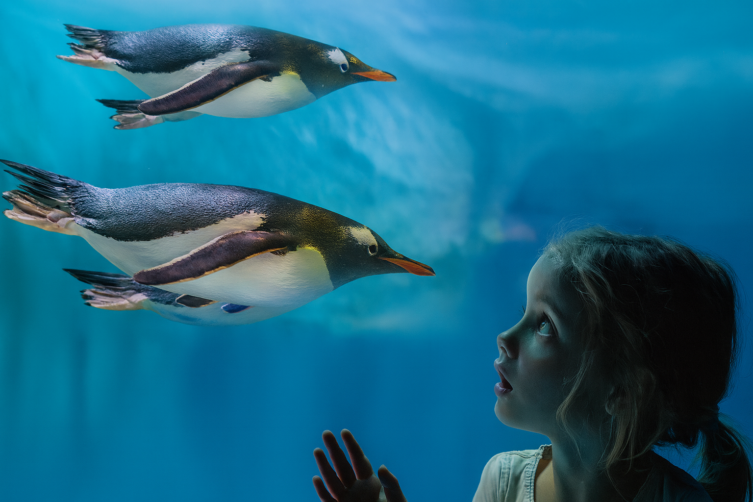 Secret Lives of Penguins - 3 Interactive Experiences
